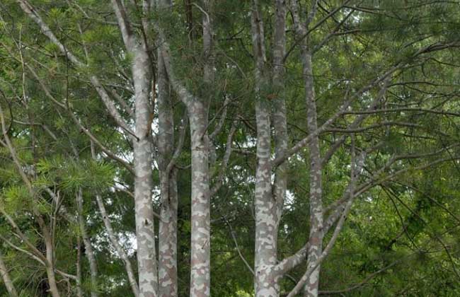 白皮松种植价值 白皮松种植前景