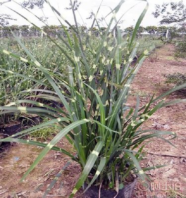 【供应斑叶芒,青州斑叶芒】,价格,厂家,供应商,花木,青州市黄楼镇春瑞花卉园 - 产品库