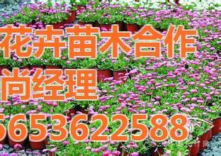 【芳青花卉苗(图)_园林常用宿根花卉_宿根花卉】,价格,厂家,供应商,花木,青州市芳青花卉苗木专业合作社 - 产品库 - 阿土伯交易网