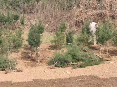 蓝田钰尚白皮松基地