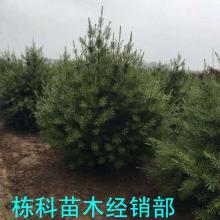 绛县古绛镇栋科苗木经销部 供应产品