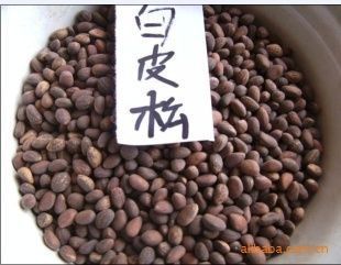 供应出售白皮松种子价格45元_农副产品_世界工厂网中国产品信息库