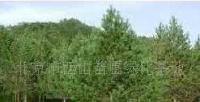 大量低价供应 油松,白皮松,云杉_农副产品_世界工厂网中国产品信息库