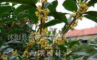 白皮松,桂花,火棘,青竹,丝兰,冬青,栀子花_农副产品_世界工厂网中国产品信息库