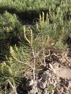 白皮松报价、图片、行情_白皮松最新价格_山西涑水苗圃报价