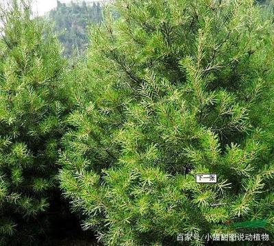 白皮松怎么养?松科植物白皮松养殖方法和注意事项