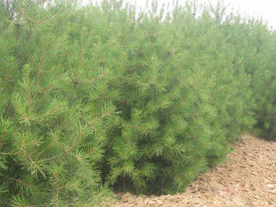 西安白皮松 山东白皮松 潍坊白_西安白皮松 山东白皮松 潍坊白价格_西安白皮松 山东白皮松 潍坊白厂家-勤加缘网【青州市博丰绿化苗木】