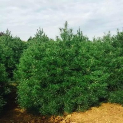 【大量出售紫荆树】价格_厂家_图片 -