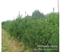 白皮松苗木价格优质商家置顶推荐产品