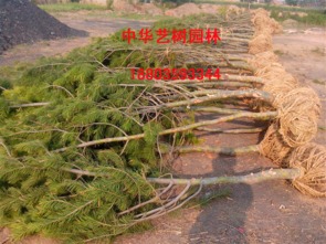 山西白皮松,山西国槐