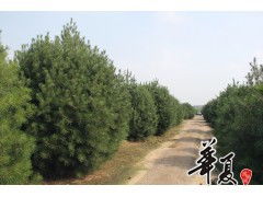 苗木供应4米白皮松,3米冠,地径18厘米