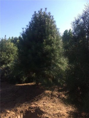 求购4.5米白皮松 泰景苗木 4.5米白皮松