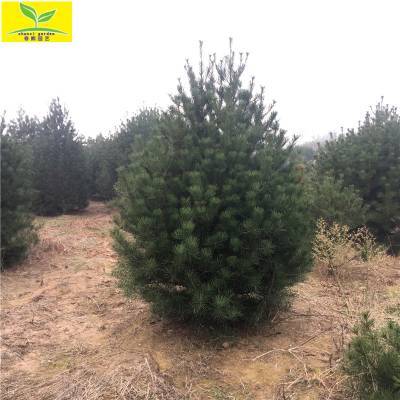 基地直销白皮松树_3米4米5米白皮松_精品白皮松价格