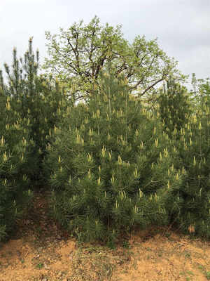 大量出售陕西华山松|中国华山松-西安市高新区多益苗木种植中心提供大量出售陕西华山松|中国华山松的相关介绍、产品、服务、图片、价格白皮松、蓝田白皮松、 陕西白皮松、、