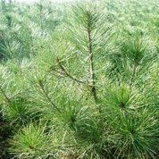 山西核桃苗-白皮松-山西核桃苗,销售核桃苗,山西苗木-产品频道-金泉网