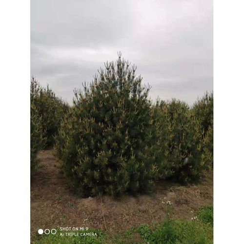 【陕西专业从事白皮松种植方法品种齐全】- 