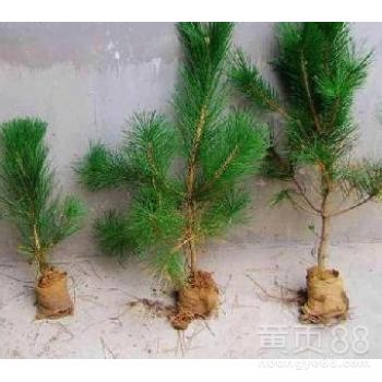 【白皮松、出售白皮松、1米、2米、3米、5米白皮松】-