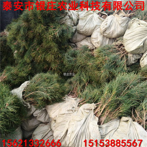 【白皮松苗种植白皮松小苗多少钱一棵】- 