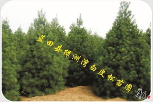 精品白皮松苗木