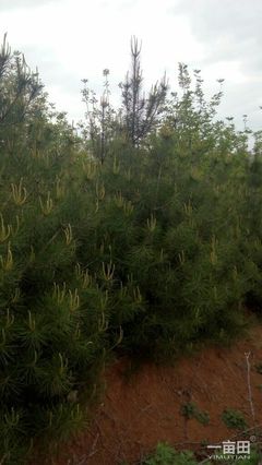白皮松陕西西安市蓝田县_批发_供应-一亩田农业网_专业的农产品信息商务平台