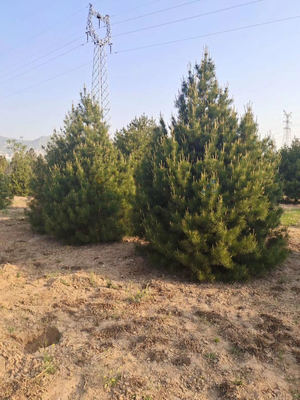 高度3米5白皮松价格 白皮松精品苗基地