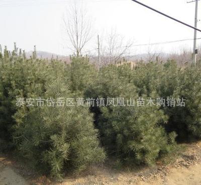 大量销售优质白皮松 大苗白皮松 工程绿化用白皮松树苗 量大优
