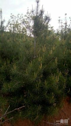 白皮松陕西西安市蓝田县_批发_供应-一亩田农业网_专业的农产品信息商务平台