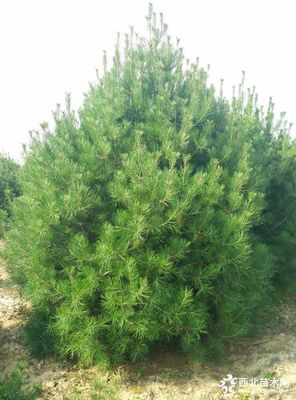 1米白皮松,1米白皮松小苗价格,1米占地白皮松