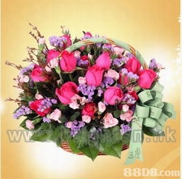 brighten pot plant centre鲜花 植物 园艺器材 花艺用品等产品