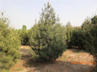 淄博白皮松/白皮松种植基地/白皮松苗木采购/山东白皮松价格批发–淄博白皮松/白皮松种植基地/白皮松苗木采购/山东白皮松价格厂家–淄博白皮松/白皮松种植基地/白皮松苗木采购/山东白皮松价格供应商