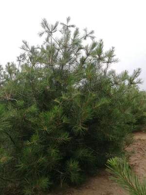 天津三米白皮松基地 基地直发