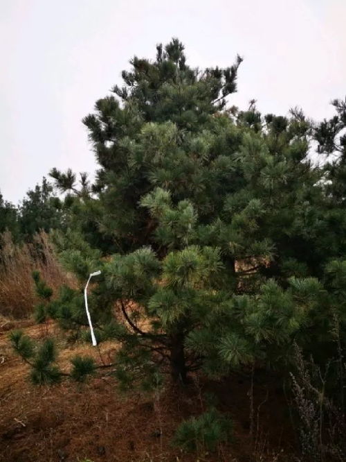 恭喜蓝田绿林白皮松苗圃入驻苗木通 刘波 专注白皮松 华山松