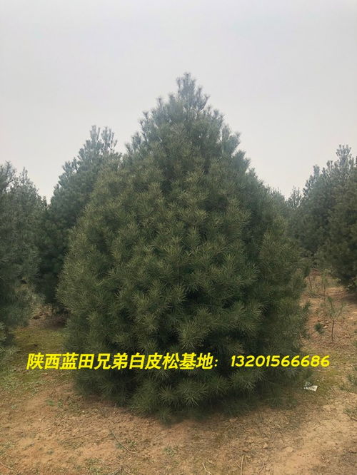 2020陕西白皮松销售 临江