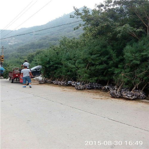 泰安华山松基地 华山松批发价格