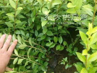 濮阳绿化苗木 绿化苗木厂家 华茂花卉苗木图片