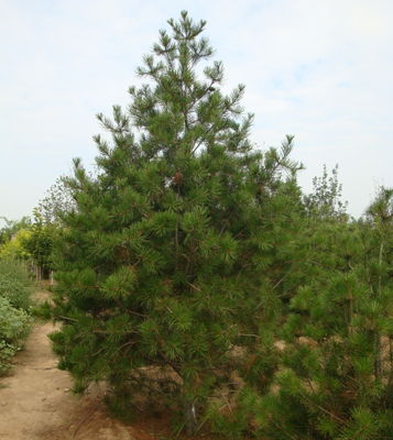 甘肃矮樱种植基地