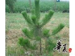 供应白皮松30公分,油松40公分