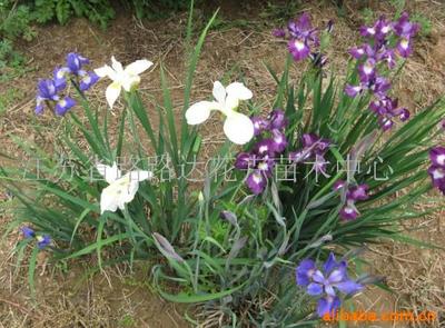 【雪山八仙花】价格、产品供应,雪山八仙花厂家批发列表2-1024商务网